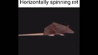 Cover art for Horizontally spinning rat