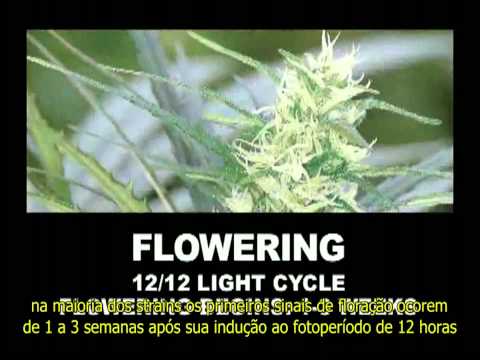 Ultimate Grow DVD Legendado - Part12 and 13 INDICA VS SATIVA