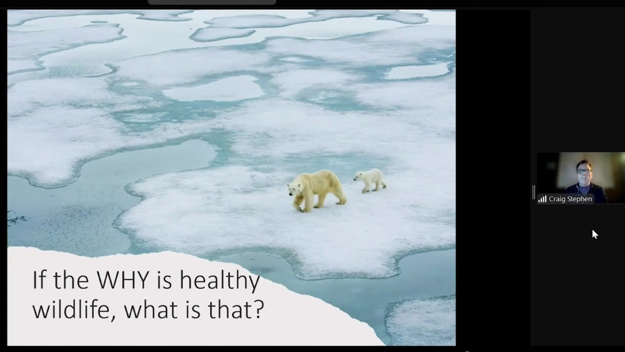 The Need for More C.A.R. in Wildlife Health, with Dr. Craig Stephen