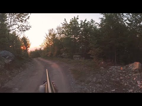 Lov na lisicu - Fox Hunting 2 🦊