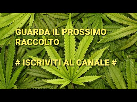 E palline nella pelle che è un membro della Migliori agenti patogeni femminili