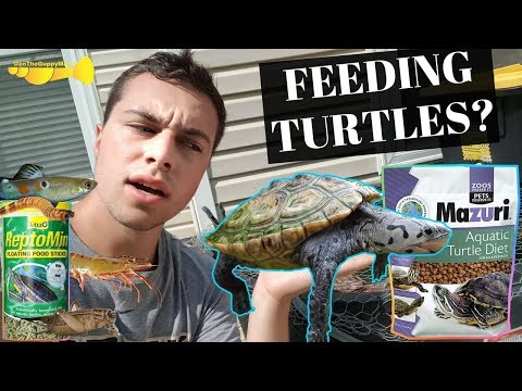 The ULTIMATE Turtle Food Guide | Turtle Basics