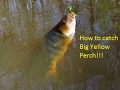 How I catch big yellow perch