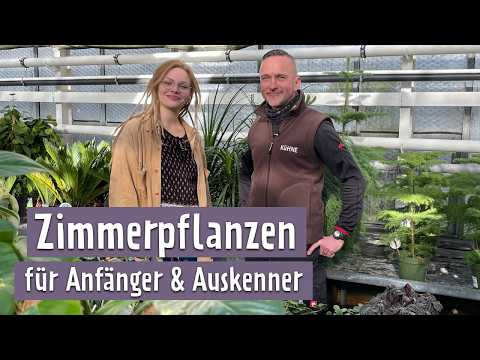 How to care for houseplants properly – professional tips for healthy plants!