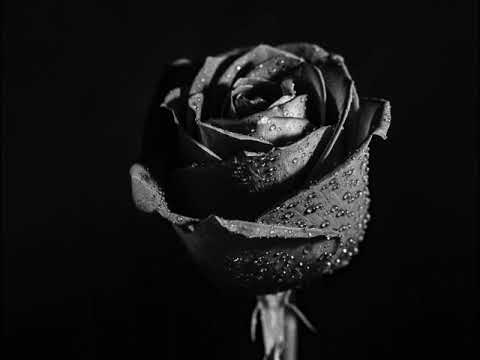 Atakan Stress - Sonsuza kadar savaşmak