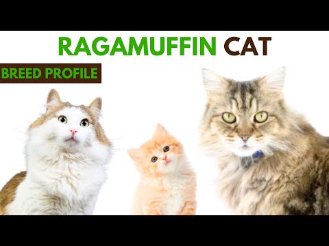 Ragamuffin Cat Breed Profile History - Traits - Price - Ragamuffin Cat Grooming Needs - Lifespan