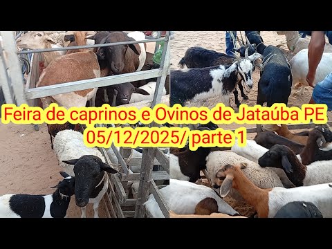 Feira de caprinos e Ovinos de Jataúba PE 05/12/2025/parte 1