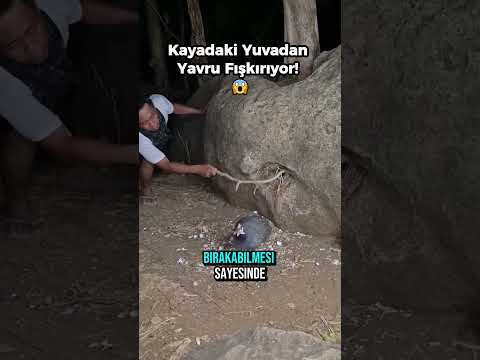 Kayadaki Yuvadan Yavru Fışkırıyor! 😱