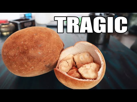 Baobab-Frucht: Die traurige Wahrheit hinter Madagaskars berühmtem Baum - Weird Fruit Explorer 388