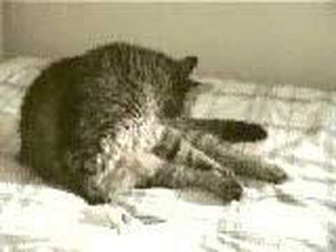 Peche the Cat - vogue