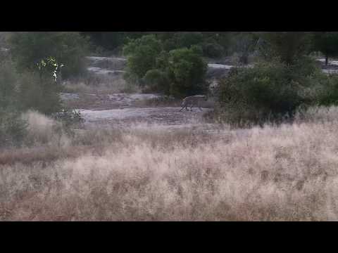 Djuma: Lone Hyena passing through - 05:57 - 04/13/19