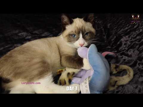 7 Days Evolution Of A Rescued Kitten 💙