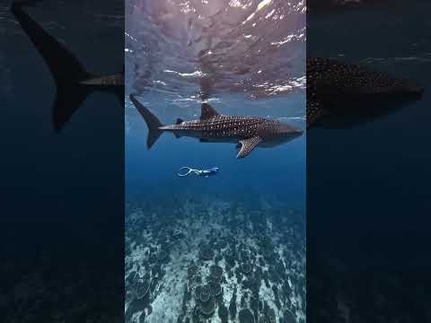 Diving with whale sharks