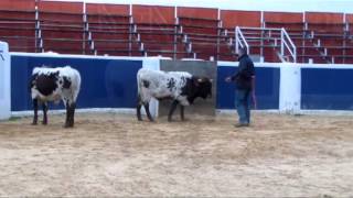 preview picture of video 'Exhibición Doma Cabestros Toros Taru'