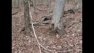 preview picture of video 'Stunted Old-Growth Forest from Holston Mountain, TN'
