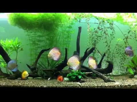 Planted discus community aquarium