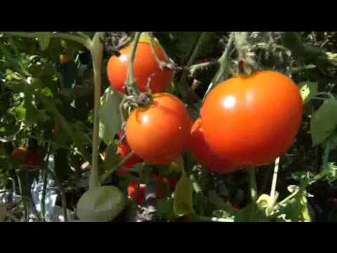 , title : '⟹ Riesentraube Tomato | Solanum lycopersicum | Tomato review'