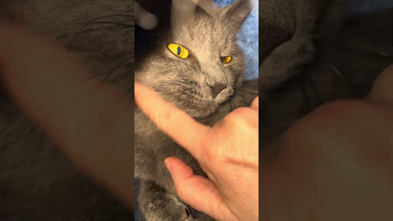 Saïd (bonded with Malika), a ADOPTABLE Domestic Short Hair in Scarborough, ON video 6/6