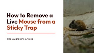 How to Remove a Live Mouse from a Sticky Trap | The Guardian