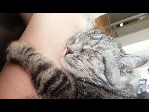 КОТЫ- НЕ ЭГОИСТЫ!!! Ученые развенчали миф!   CATS AREN'T SELFISH!!! Scientists debunked the myth!