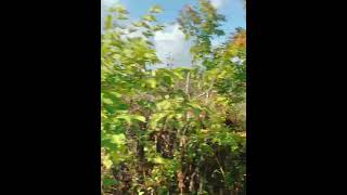 すでに紅葉🍁北海道　名寄　　#北海道1周　#北海道ドライブ　#紅葉ツアー