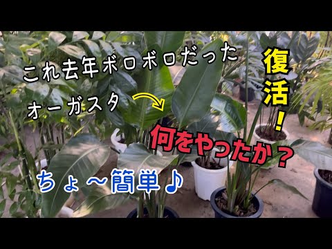 ストレチアの木 植物
