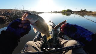 Catch More Fish! Japanese Poop Lure | CA, Delta