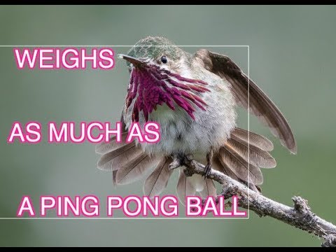 Calliope Hummingbird: NARRATED