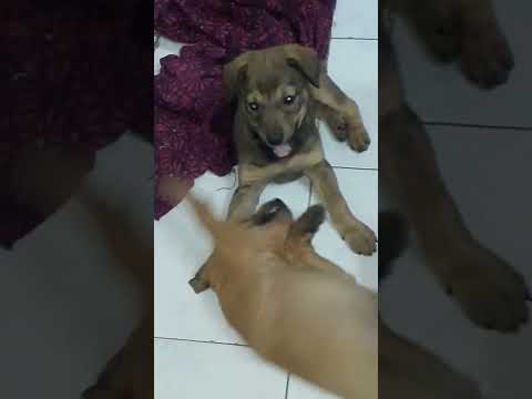 dogs kusthi.... 🐶🐕