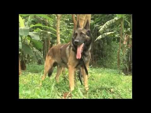 New Anti-poaching dog for Assam