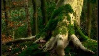 Mediaevel Babes Summerisle ((The Maypole Song))