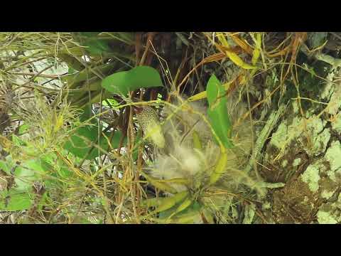 Scaly-breasted Munia nesting.