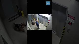 German Shepherd Drags Owner Clear Seconds Before a Plunging Elevator Falls