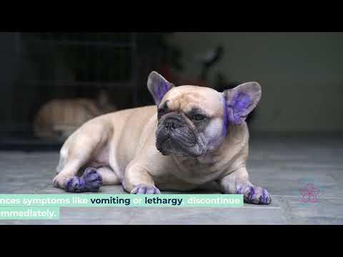 Aspirin for Dogs Dosage, Safety & Alternatives Every Pet Owner Must