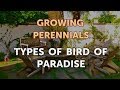 Types of Bird of Paradise