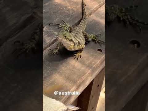 Chris Hemsworth and Elsa Pataky's pet alligator