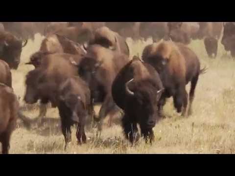 South Dakota Buffalo Roundup Video