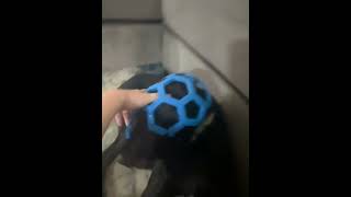 Video preview image #1 German Shepherd Dog-Unknown Mix Puppy For Sale in MIDWAY, UT, USA