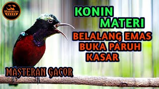 Download lagu TEMBAKAN BELALANG EMAS KONIN GACOR FULL ISIAN NEMBAK KASAR COCOK BUAT PANCINGAN KOLIBRI NINJA BAHAN mp3