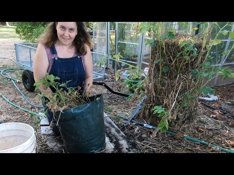 Grow Bags Versus Potato Tower - Results from Potato Tower?