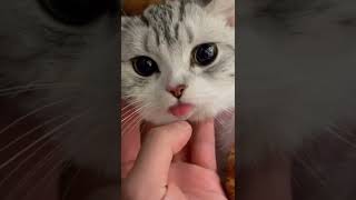 How Cute! video