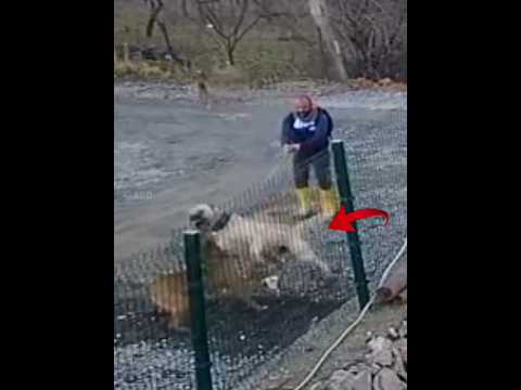 pitbull attacks the wrong dog KANGAL 😱🔥 #shorts