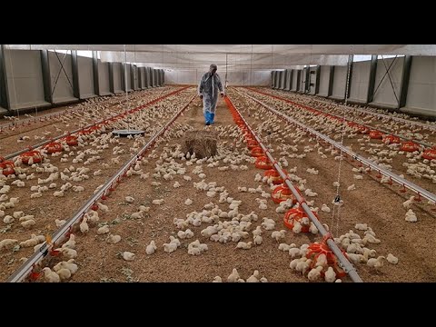 Allevare polli, una questione di biosicurezza