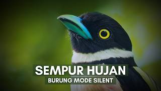 Download lagu The Rainbird: A Unique and Mysterious Bird mp3