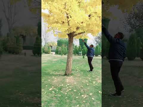 Viral###Sudipta## heart###Romantic##lonely##Kashmirrr...garden,,##beautifull###tree###flower