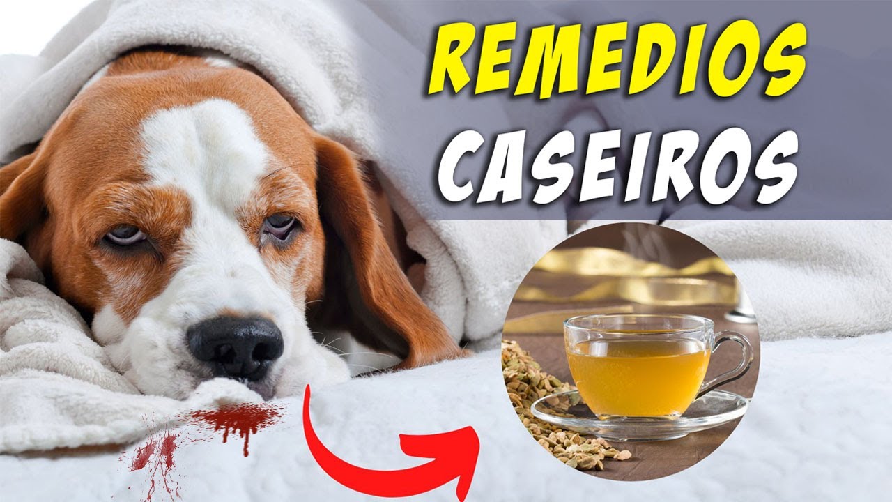 REMÉDIO CASEIRO para cachorro vomitando sangue.