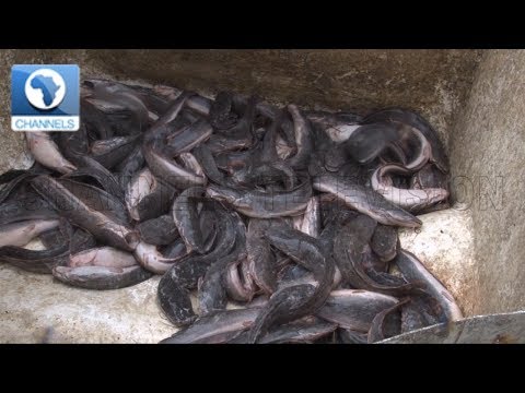 Cat Fish 101:Beginners Guide On Cat Fish Smoking Pt.2 |Food Journey|