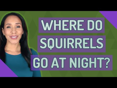 2nd YouTube video about are squirrels nocturnal
