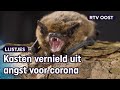 Griezelig of fascinerend? 4x de vleermuis in Overijssel | RTV Oost