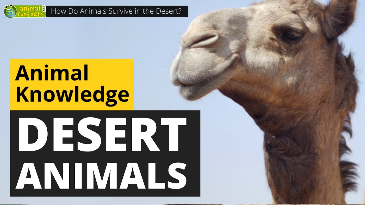 How do animals live in the desert?